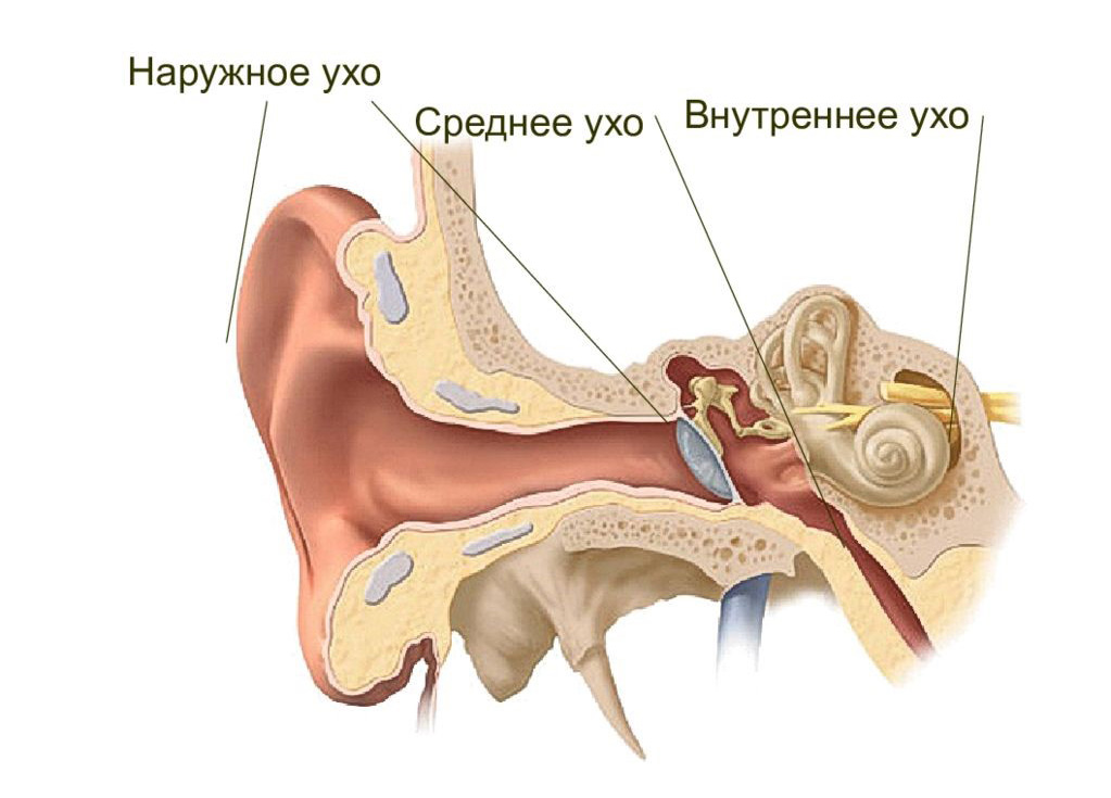 Слуховой анализатор и орган слуха