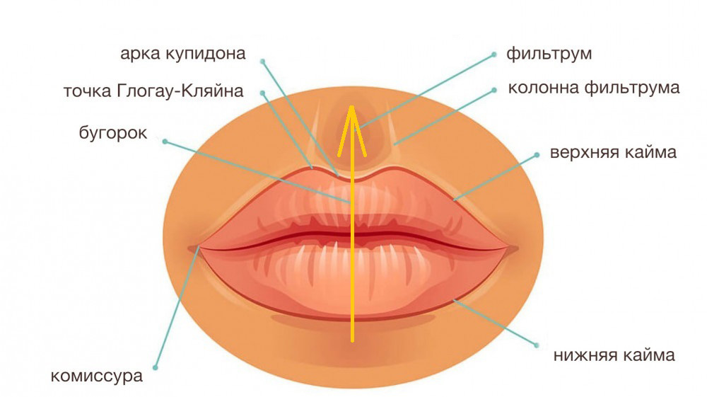 Схема «Арки, лука купидона»