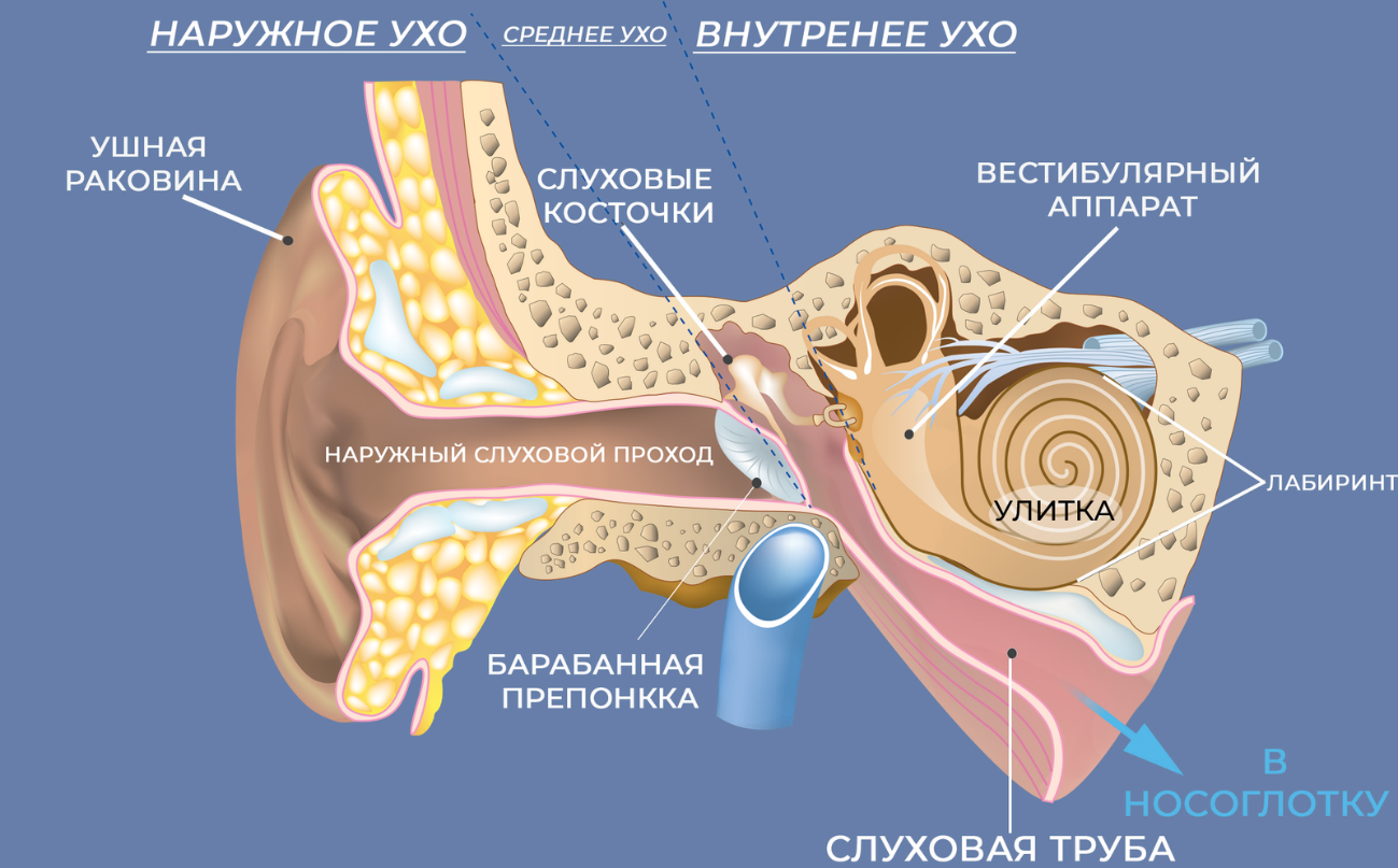 Внутреннее ухо давление. Барабанная перепонка строение уха. Строение наружного уха барабанная перепонка. Анатомия уха барабанная перепонка. Строение наружного слухового прохода.