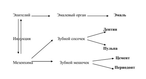 Стадии развития зубов