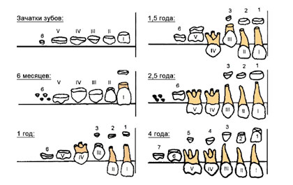 Стадии развития зубов