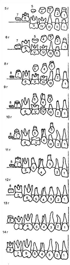 Стадии развития зубов