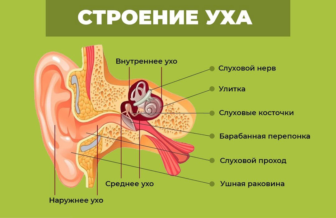 Строение уха